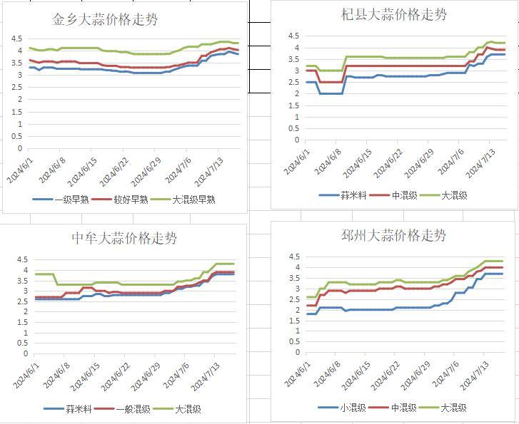 金乡下午大蒜价格行情更新报告，最新价格动态及市场趋势分析